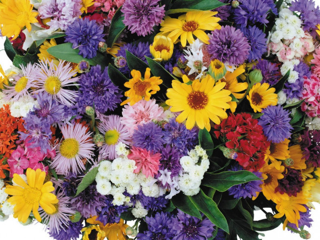 Обои картинки фото цветы, разные, вместе