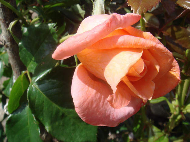 Обои картинки фото цветы, розы