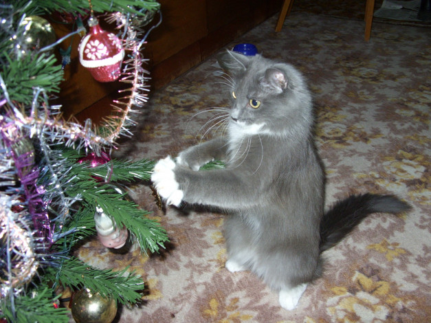 Обои картинки фото животные, коты