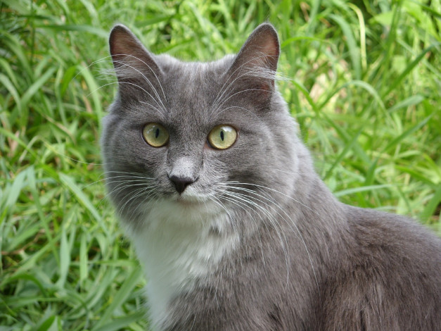 Обои картинки фото животные, коты