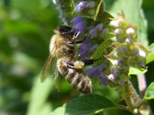 Обои картинки фото животные, пчелы, осы, шмели