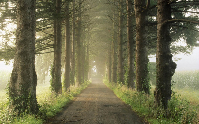 Обои картинки фото природа