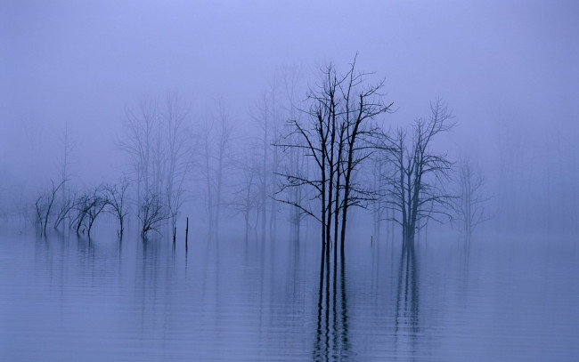 Обои картинки фото природа, деревья