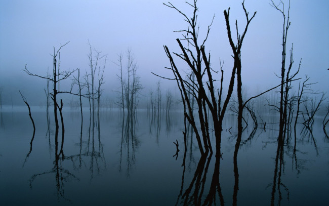 Обои картинки фото природа, деревья