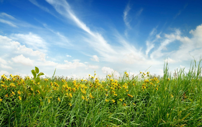 Обои картинки фото природа, луга