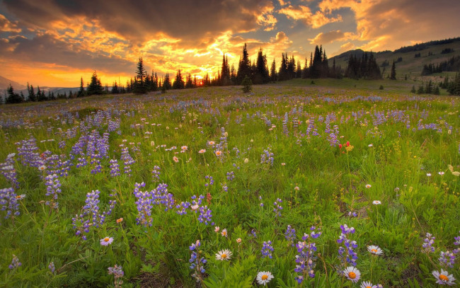 Обои картинки фото природа, луга