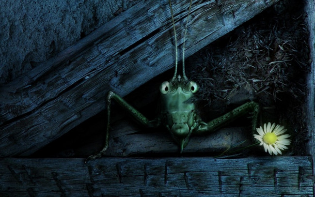 Обои картинки фото рисованные, животные