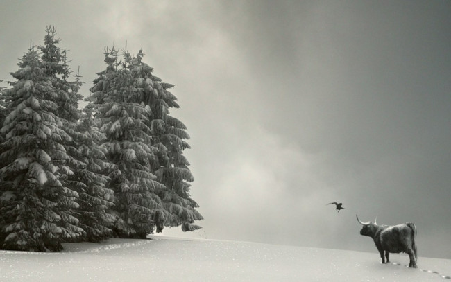 Обои картинки фото рисованные, животные, коровы