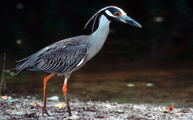 Обои картинки фото животные, цапли