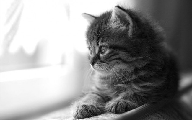 Обои картинки фото животные, коты