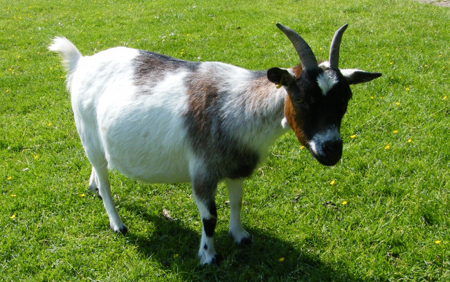Обои картинки фото животные, козы