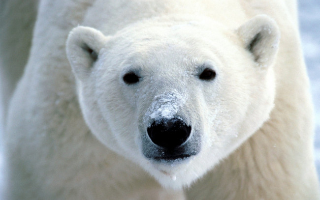 Обои картинки фото животные, медведи