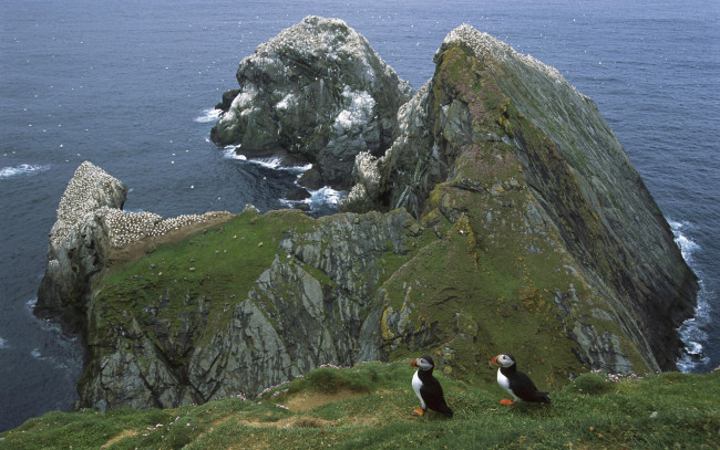 Обои картинки фото животные, тупики