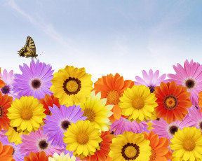 Картинка цветы разные вместе