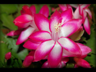 Картинка цветы кактусы