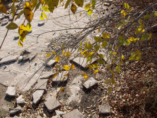 Картинка природа листья