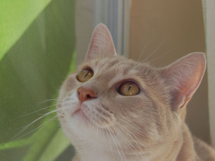 Картинка животные коты