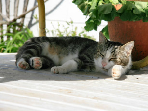 Картинка животные коты