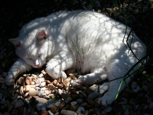 Картинка животные коты