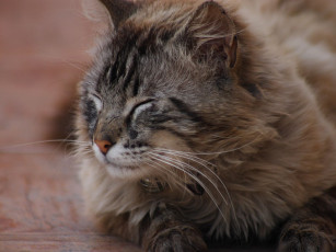 Картинка животные коты