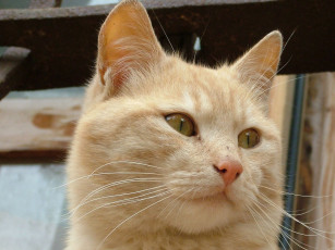 Картинка животные коты