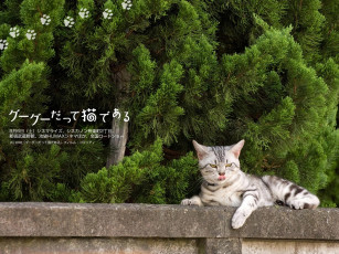 Картинка животные коты