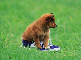 Картинка животные собаки