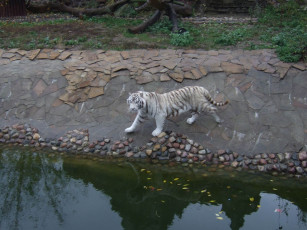 Картинка животные тигры