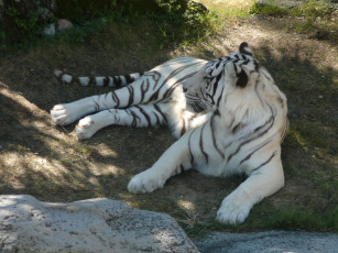 Картинка животные тигры