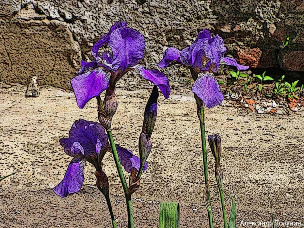 Обои картинки фото цветы, ирисы
