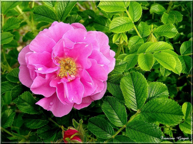 Обои картинки фото цветы, шиповник