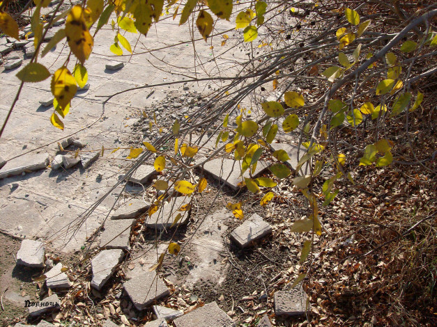 Обои картинки фото природа, листья