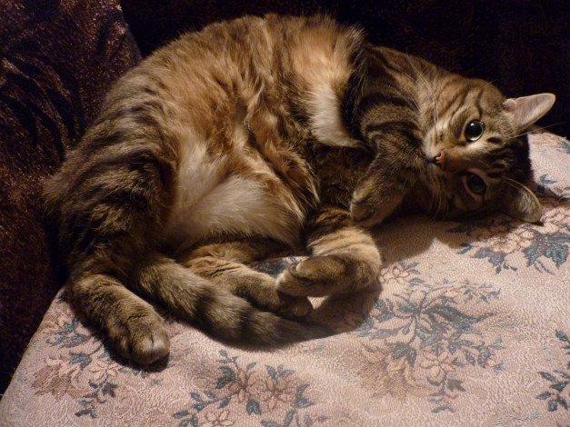 Обои картинки фото тимоша, животные, коты