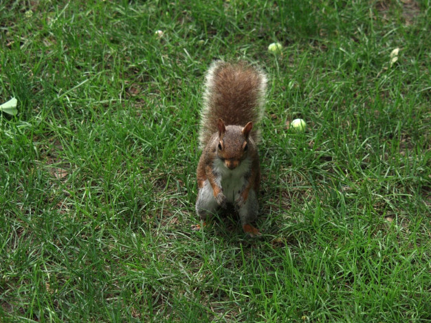 Обои картинки фото животные, белки