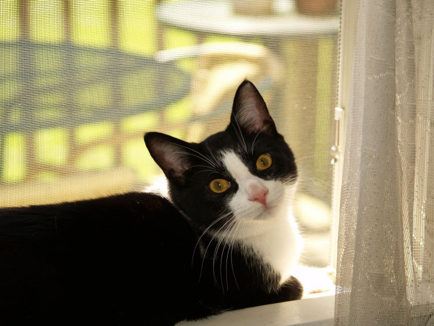 Обои картинки фото животные, коты