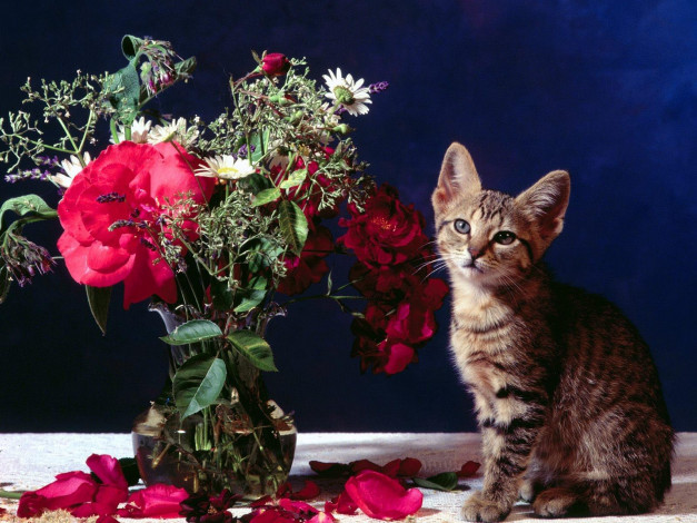 Обои картинки фото животные, коты