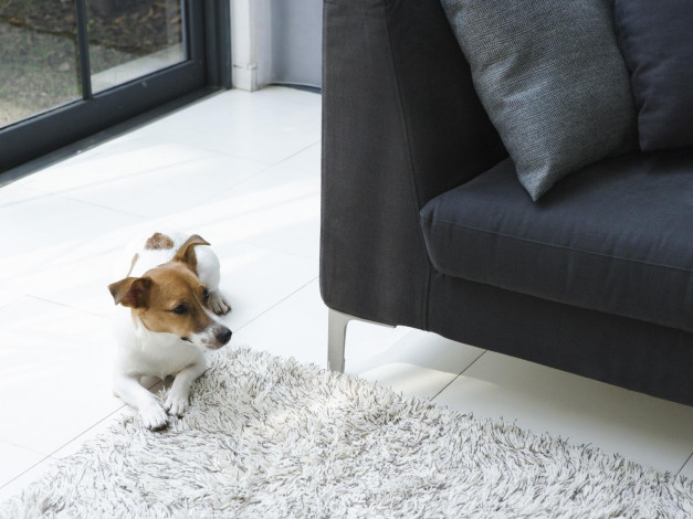 Обои картинки фото животные, собаки