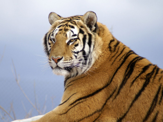 Обои картинки фото животные, тигры