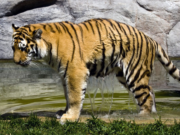 Обои картинки фото животные, тигры