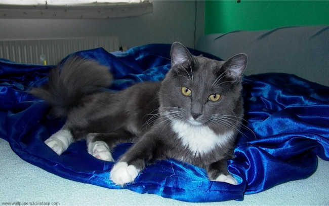 Обои картинки фото животные, коты