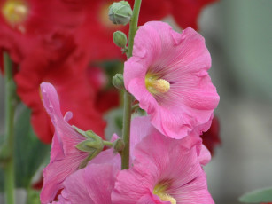 Картинка цветы мальвы