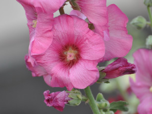 Картинка цветы мальвы