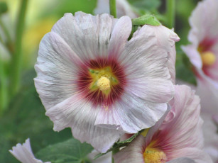 Картинка цветы мальвы