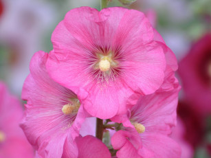 Картинка цветы мальвы