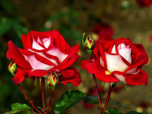 Картинка цветы розы