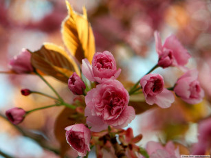 Картинка цветы сакура вишня