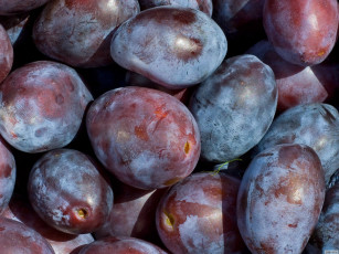 Картинка еда персики сливы абрикосы