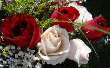 Картинка цветы розы