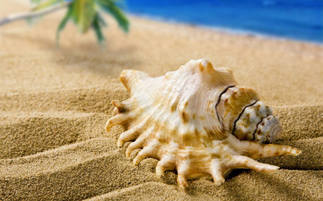 Картинка разное ракушки кораллы декоративные spa камни