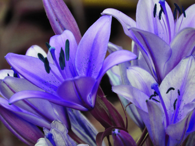 Обои картинки фото цветы, агапантус, африканская, лилия